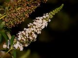 Buddleja davidii