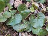 Asarum europaeum. Листья. Ленинградская обл., Ломоносовский р-н, долина р. Шингарка, влажный берег р. Шингарка, обочина грунтовой дороги. 26.04.2020.