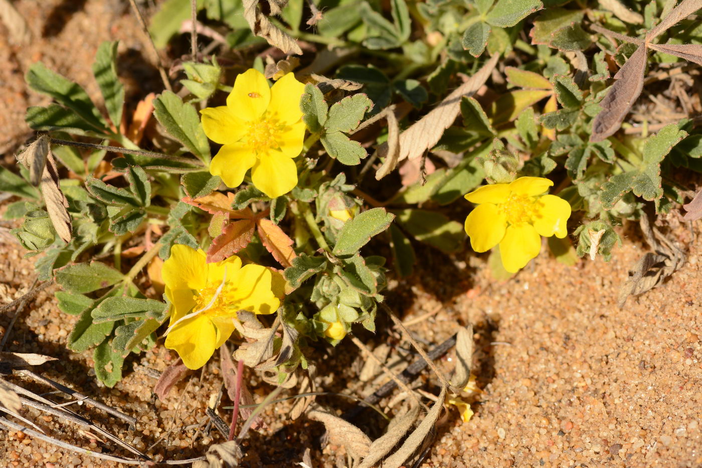 Image of genus Potentilla specimen.