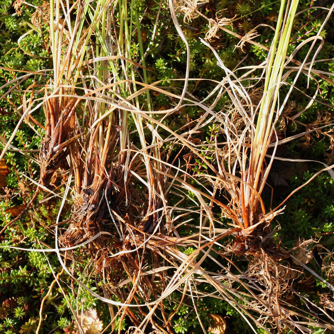 Image of genus Carex specimen.