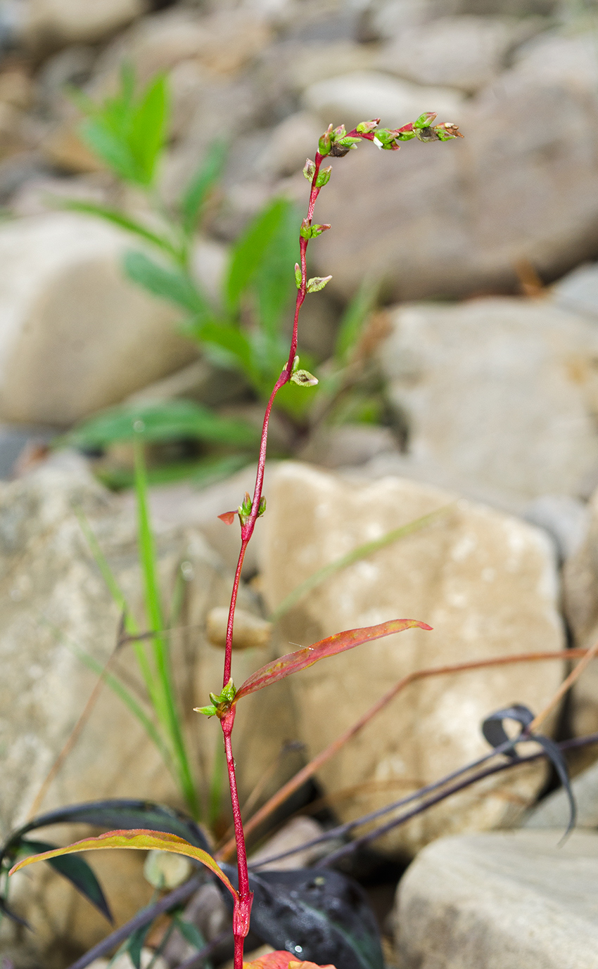 Image of Persicaria hydropiper specimen.