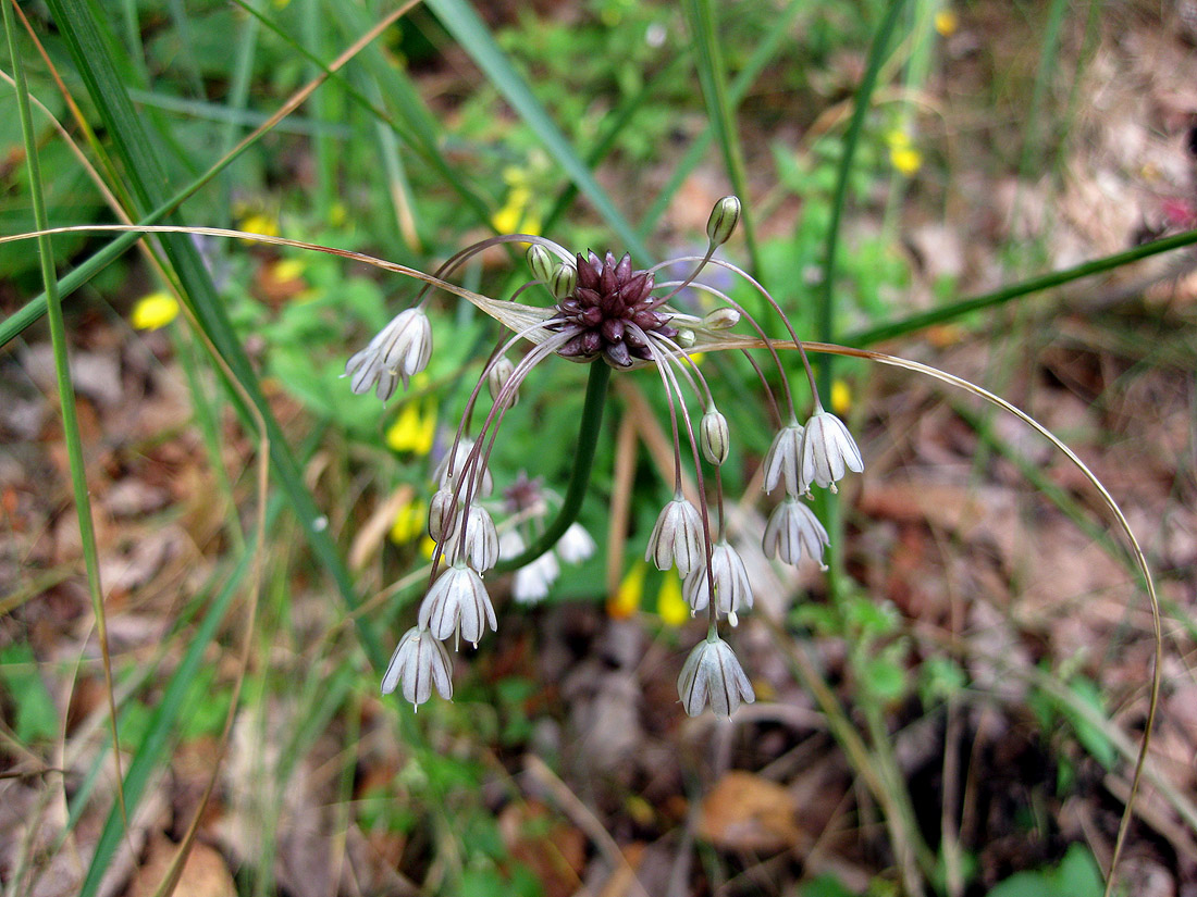 Изображение особи Allium oleraceum.