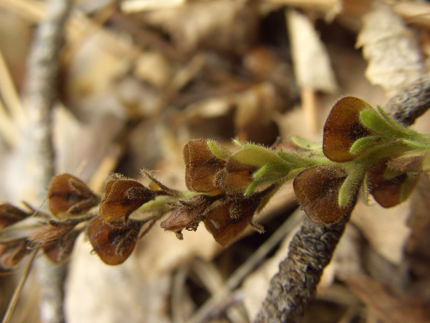 Изображение особи Veronica officinalis.