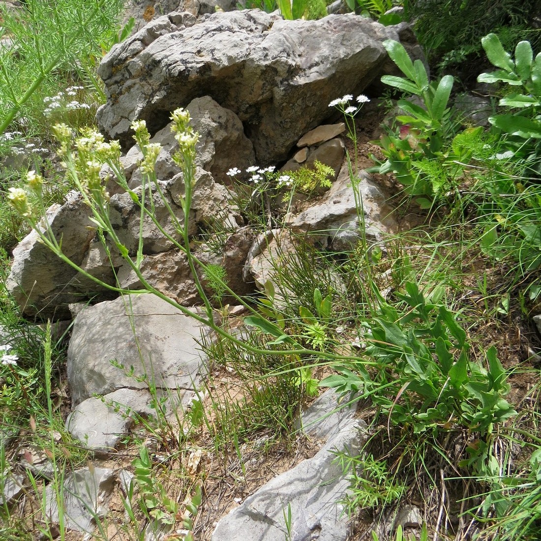 Image of Winklera patrinoides specimen.