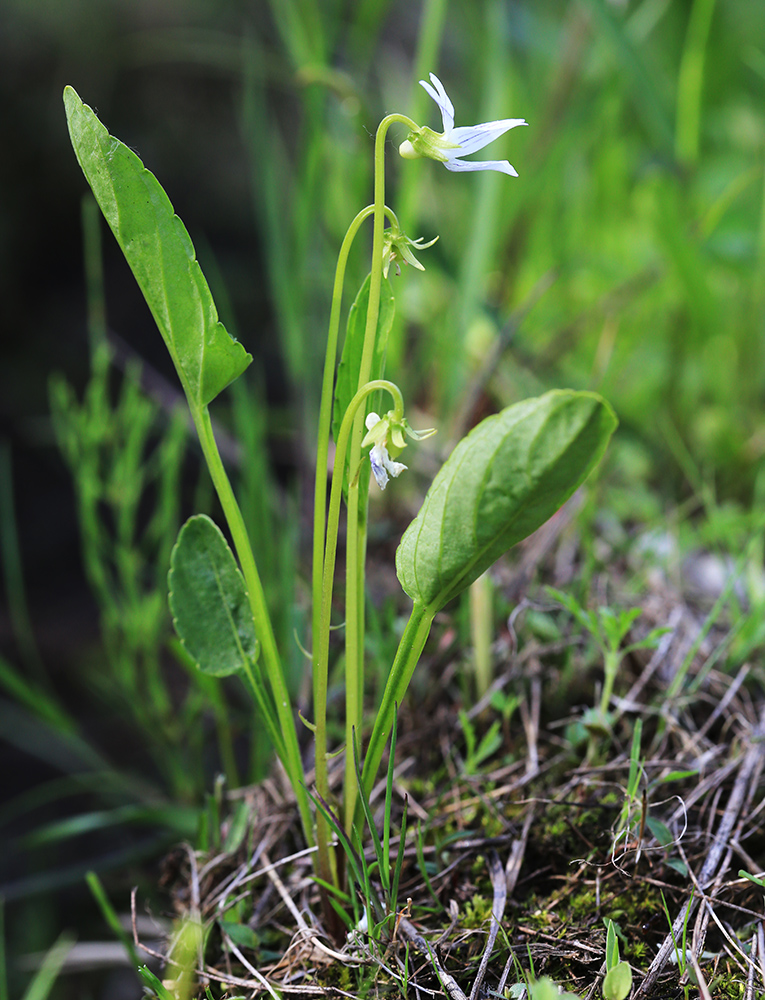 Изображение особи Viola patrinii.