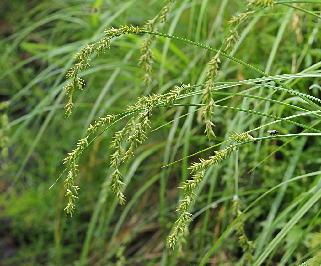 Изображение особи Carex elongata.