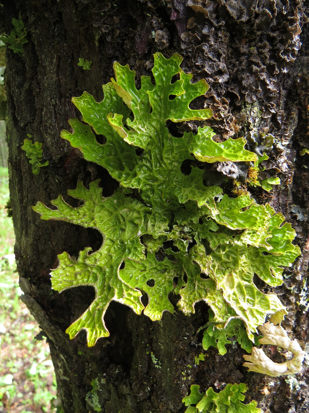 Image of Lobaria pulmonaria specimen.