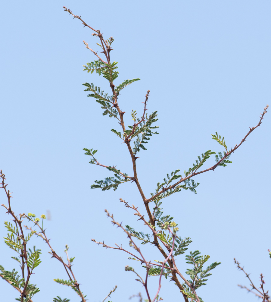 Image of Mimosa aculeaticarpa specimen.