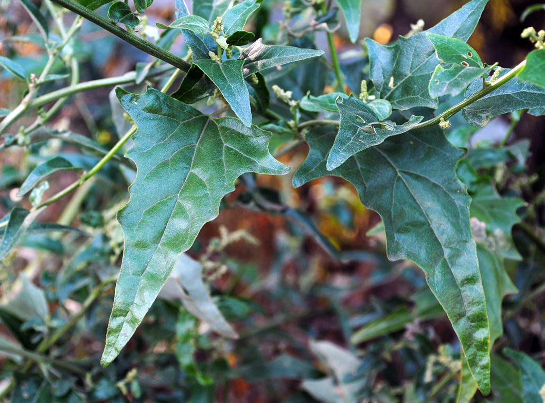 Image of Atriplex sagittata specimen.