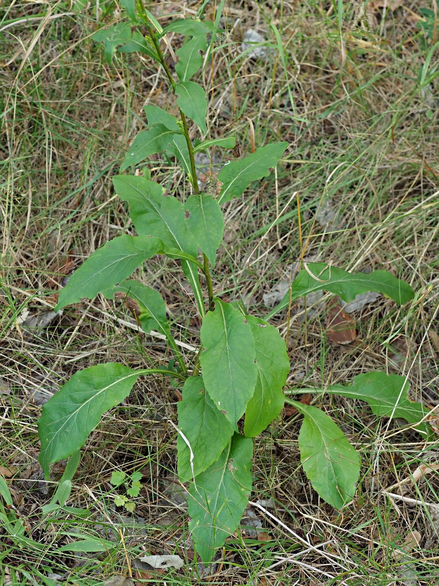 Image of Solidago virgaurea specimen.