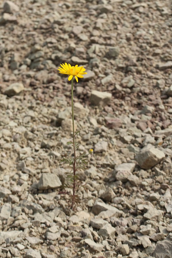 Image of Anthemis tinctoria specimen.