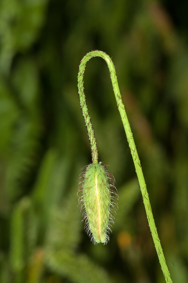 Image of Papaver umbonatum specimen.