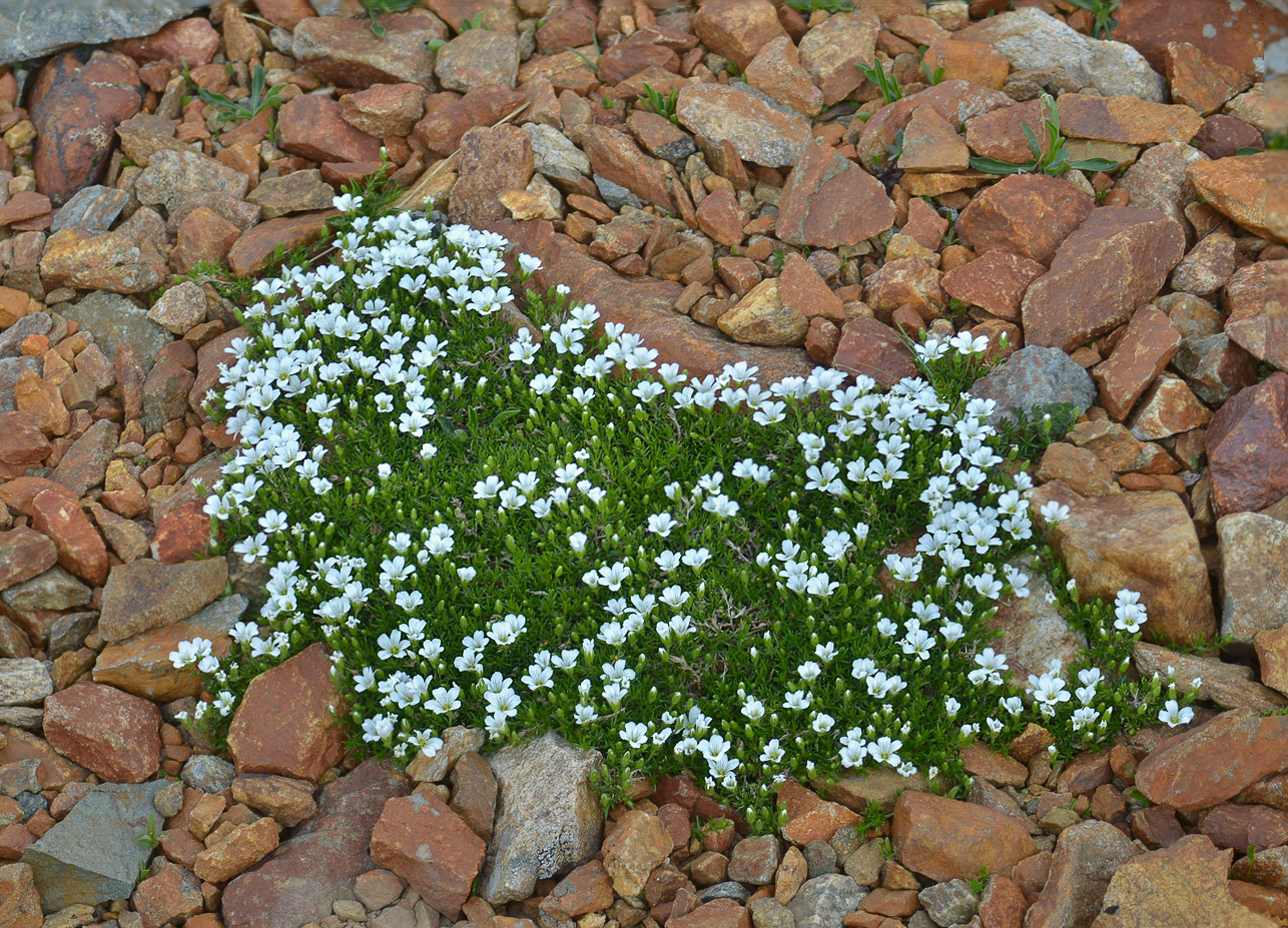 Изображение особи Minuartia imbricata.