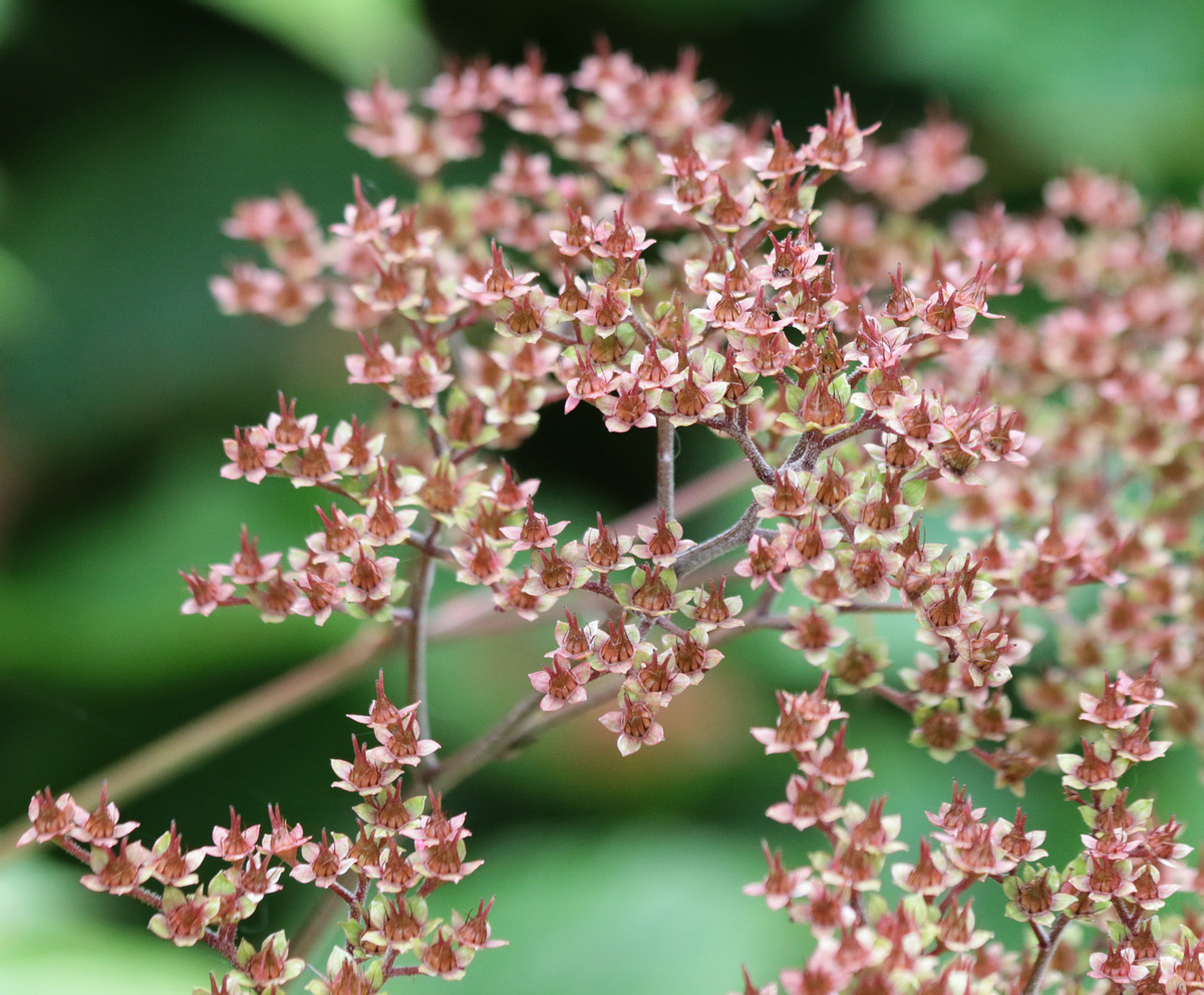 Изображение особи Rodgersia aesculifolia.