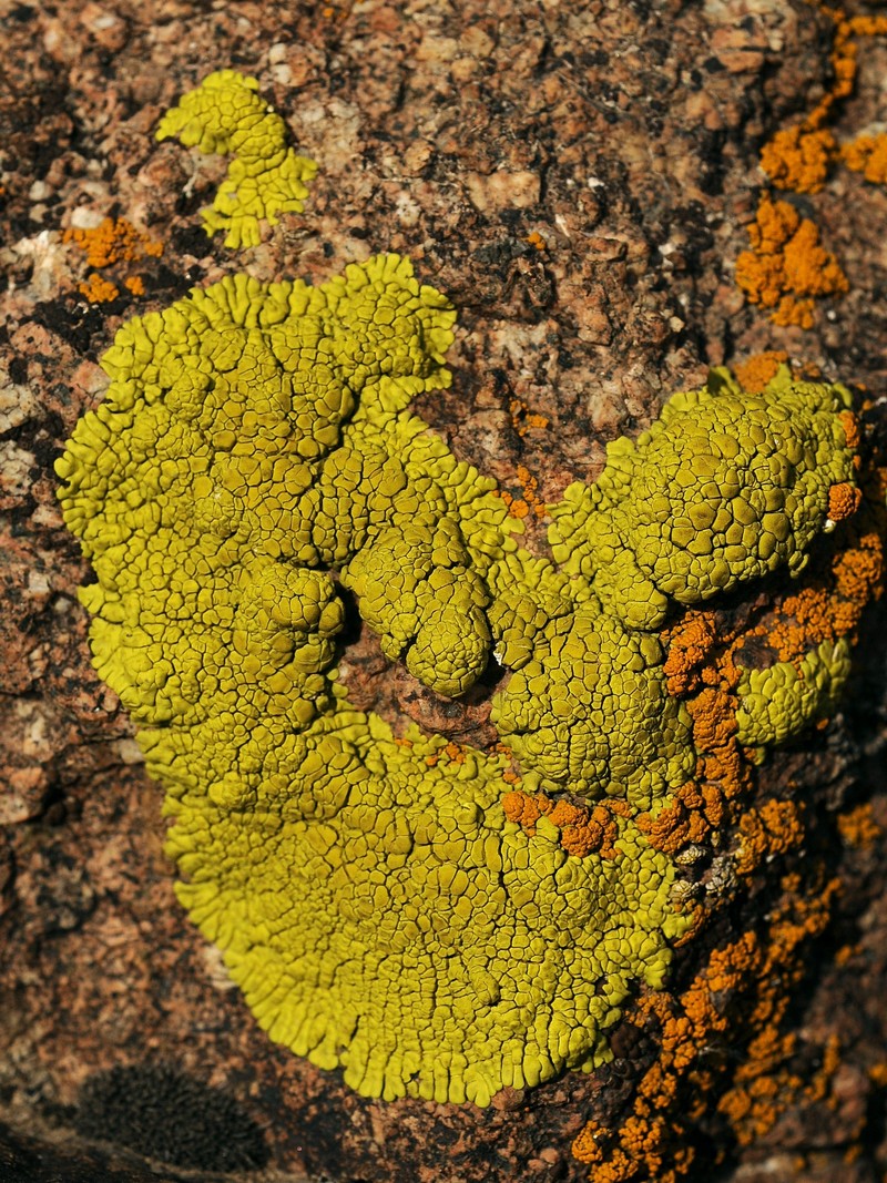 Image of Pleopsidium flavum specimen.