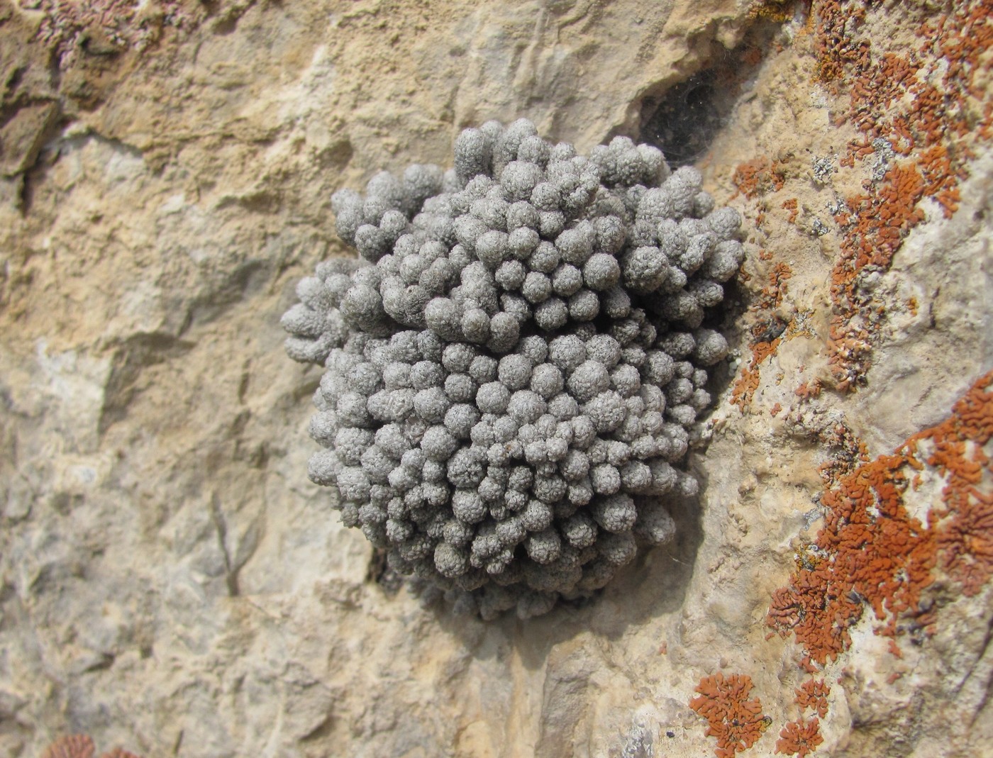 Image of Draba bryoides specimen.