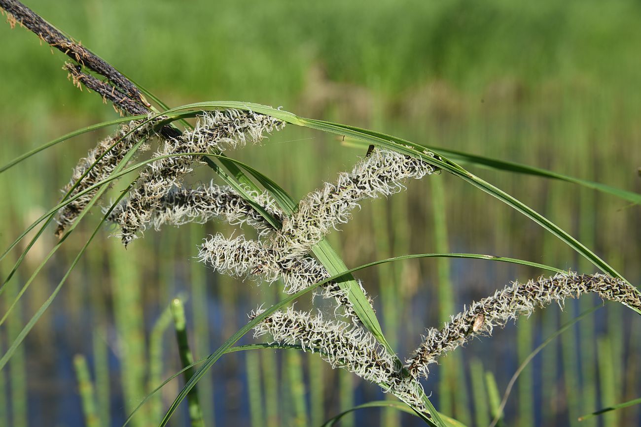 Изображение особи Carex acuta.