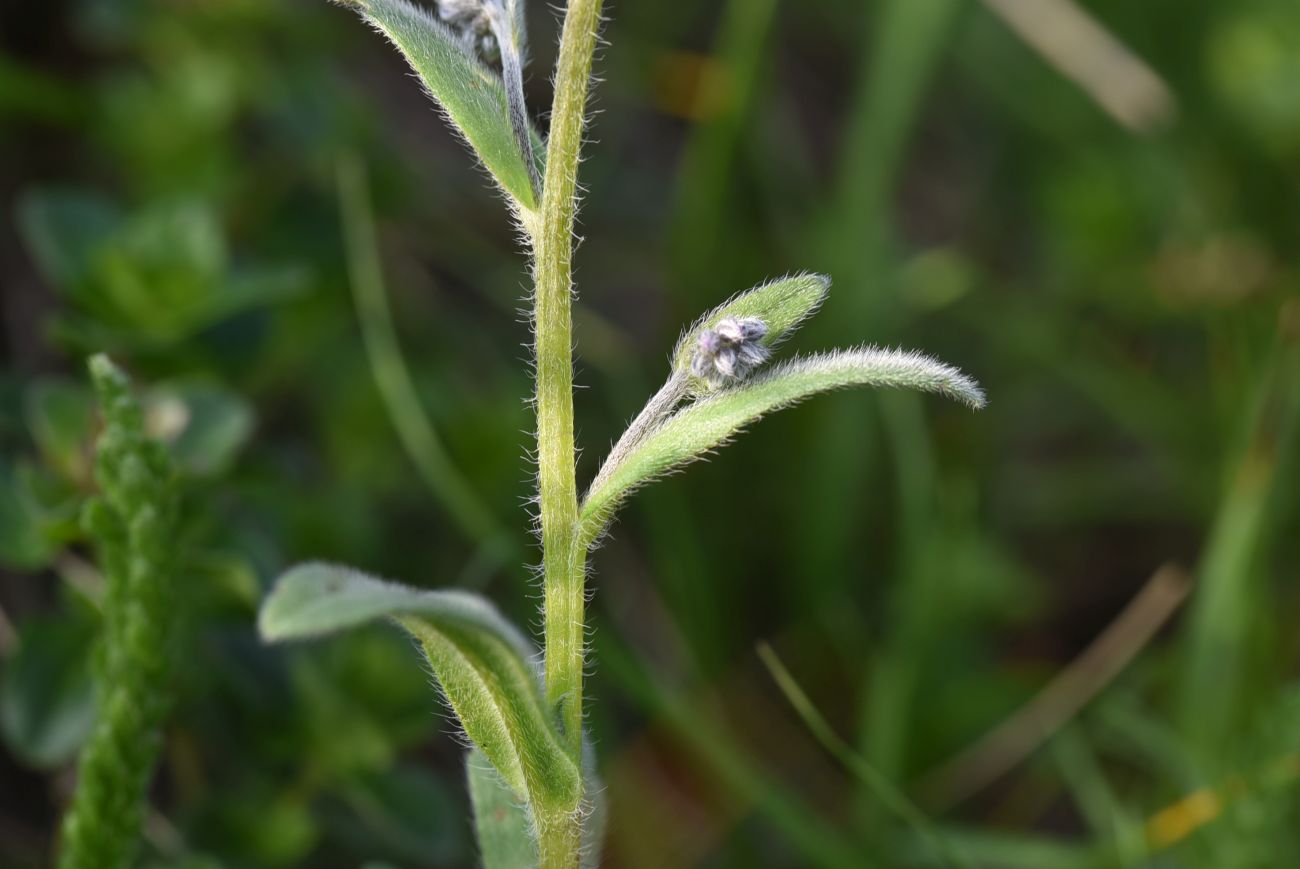 Image of Myosotis alpestris specimen.