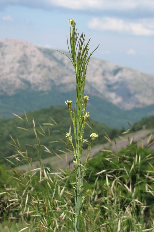 Изображение особи Turritis glabra.