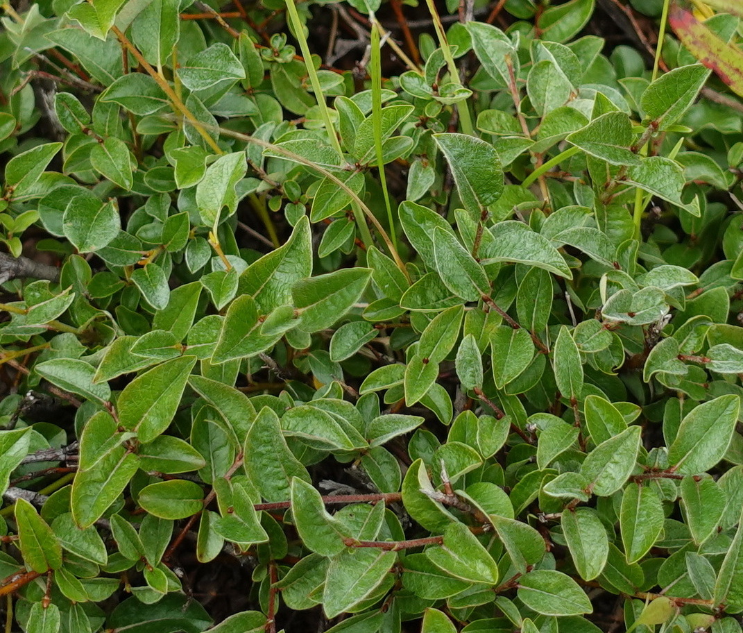 Image of Salix saxatilis specimen.