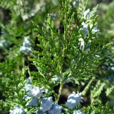 Platycladus orientalis. Верхушка ветви с шишками. Крым, Южный Берег, г. Алушта, в культуре. 17.07.2021.