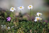 Chrysanthemum coreanum. Цветущие растения. Приморский край, Ольгинский р-н, окр. пос. Тимофеевка, мыс Четырёх Скал, по кромке приморского обрыва. 02.09.2022.