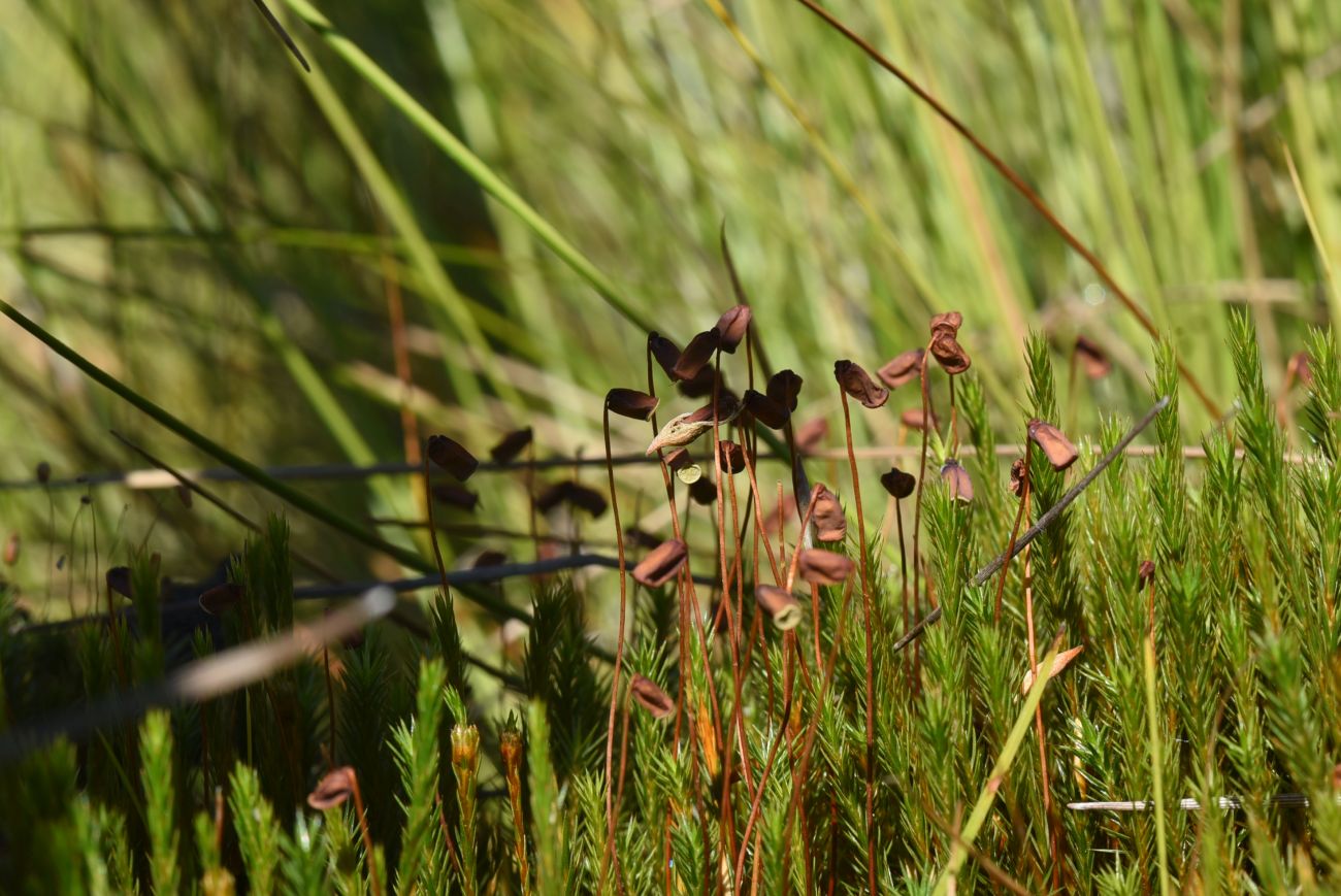 Изображение особи род Polytrichum.