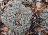 Cladonia arbuscula