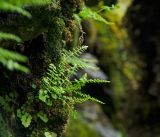 Woodsia heterophylla. Вегетирующее растение в сообществе с Asplenium ruta-muraria. Пермский край, Александровский р-н, скальник ниже Чаньвинского моста. 11 июня 2022 г.