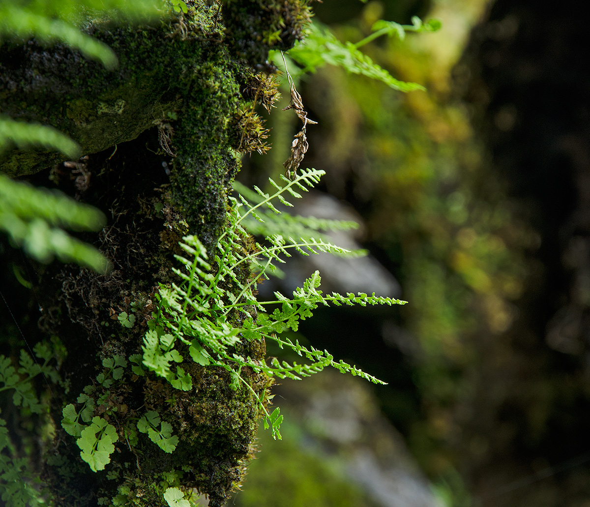 Image of Woodsia heterophylla specimen.