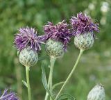 Centaurea apiculata. Верхушки побегов с соцветиями-корзинками. Ульяновская обл., Мелекесский р-н, окр. с. Сабакаево, опушка берёзовой лесополосы на краю поля. 07.08.2022.