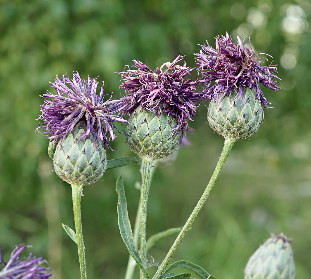 Изображение особи Centaurea apiculata.