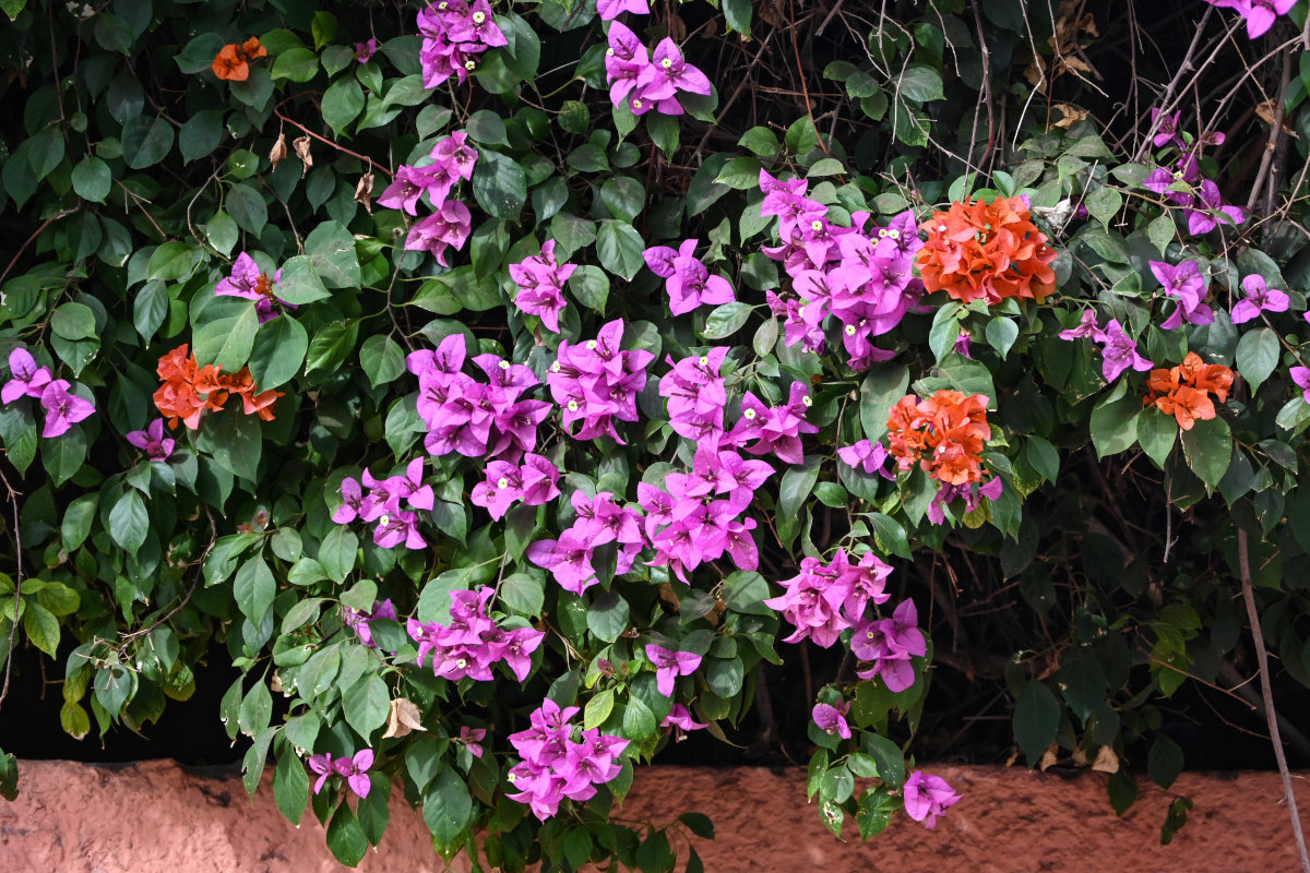 Image of Bougainvillea glabra specimen.