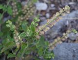 Scutellaria albida