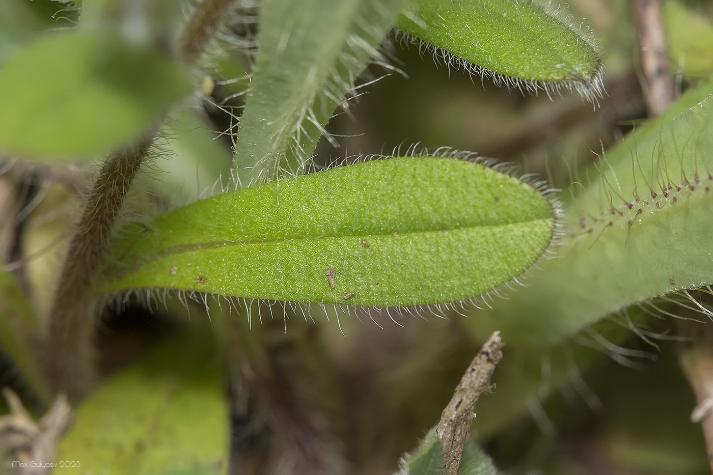 Image of Myosotis ramosissima specimen.