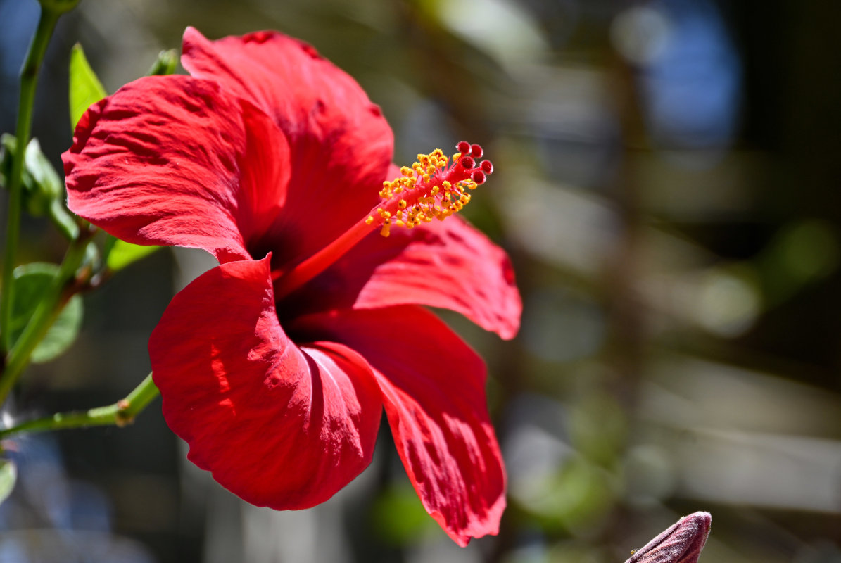 Image of Hibiscus rosa-sinensis specimen.