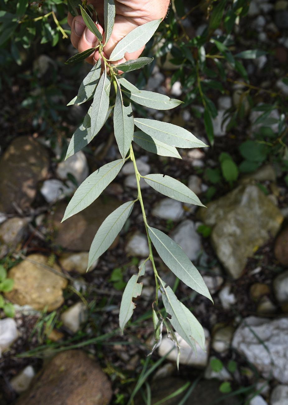 Image of genus Salix specimen.