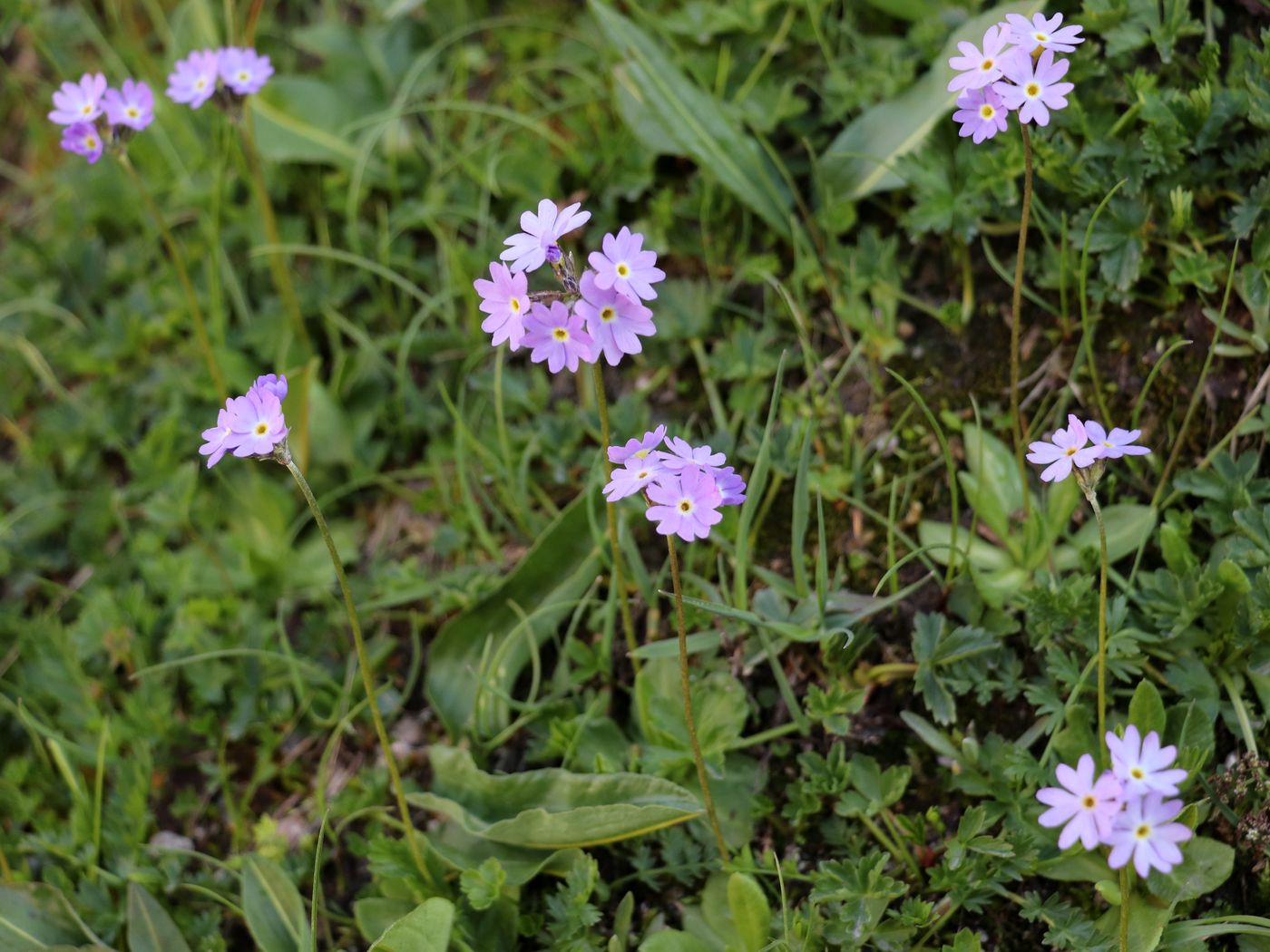 Изображение особи Primula algida.