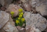 род Saxifraga