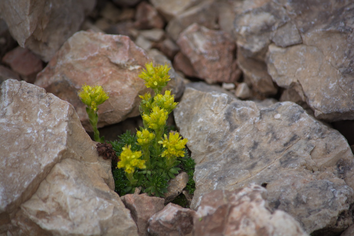 Изображение особи род Saxifraga.