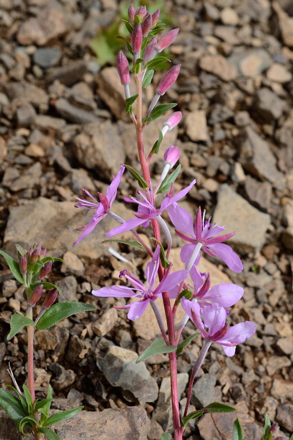 Изображение особи Chamaenerion colchicum.