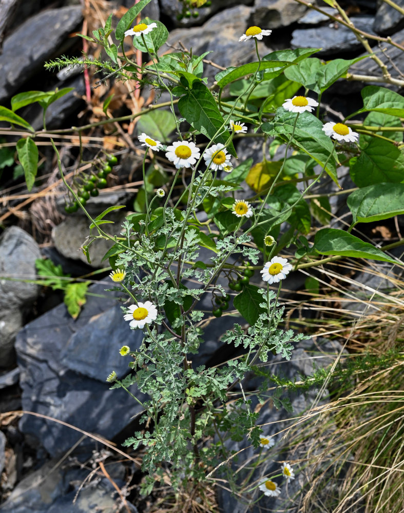 Image of Pyrethrum glanduliferum specimen.