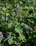 Arctium tomentosum