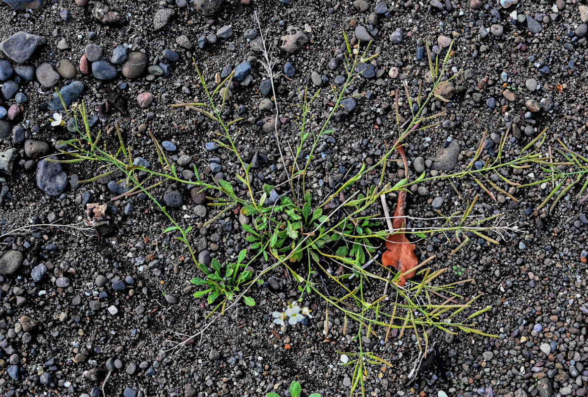 Изображение особи Arabidopsis petraea.