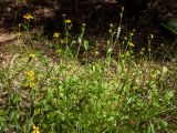 Ranunculus flammula