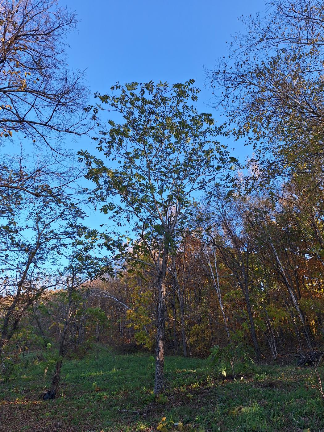 Image of Juglans ailanthifolia var. cordiformis specimen.