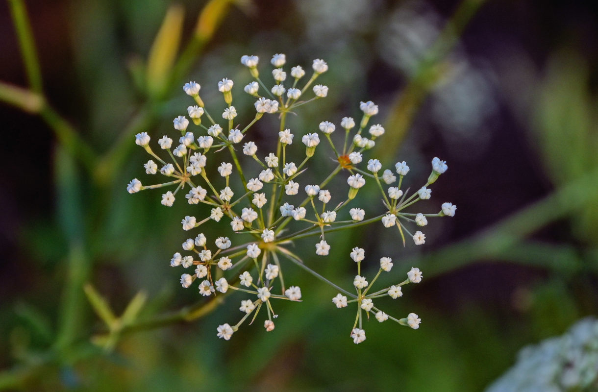 Image of Falcaria vulgaris specimen.