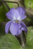 Viola dehnhardtii. Цветок с повреждённым лепестком. Крым, Бахчисарайский р-н, окр. с. Соколиное, скалистый берег р. Коккозка. 04.04.2024.