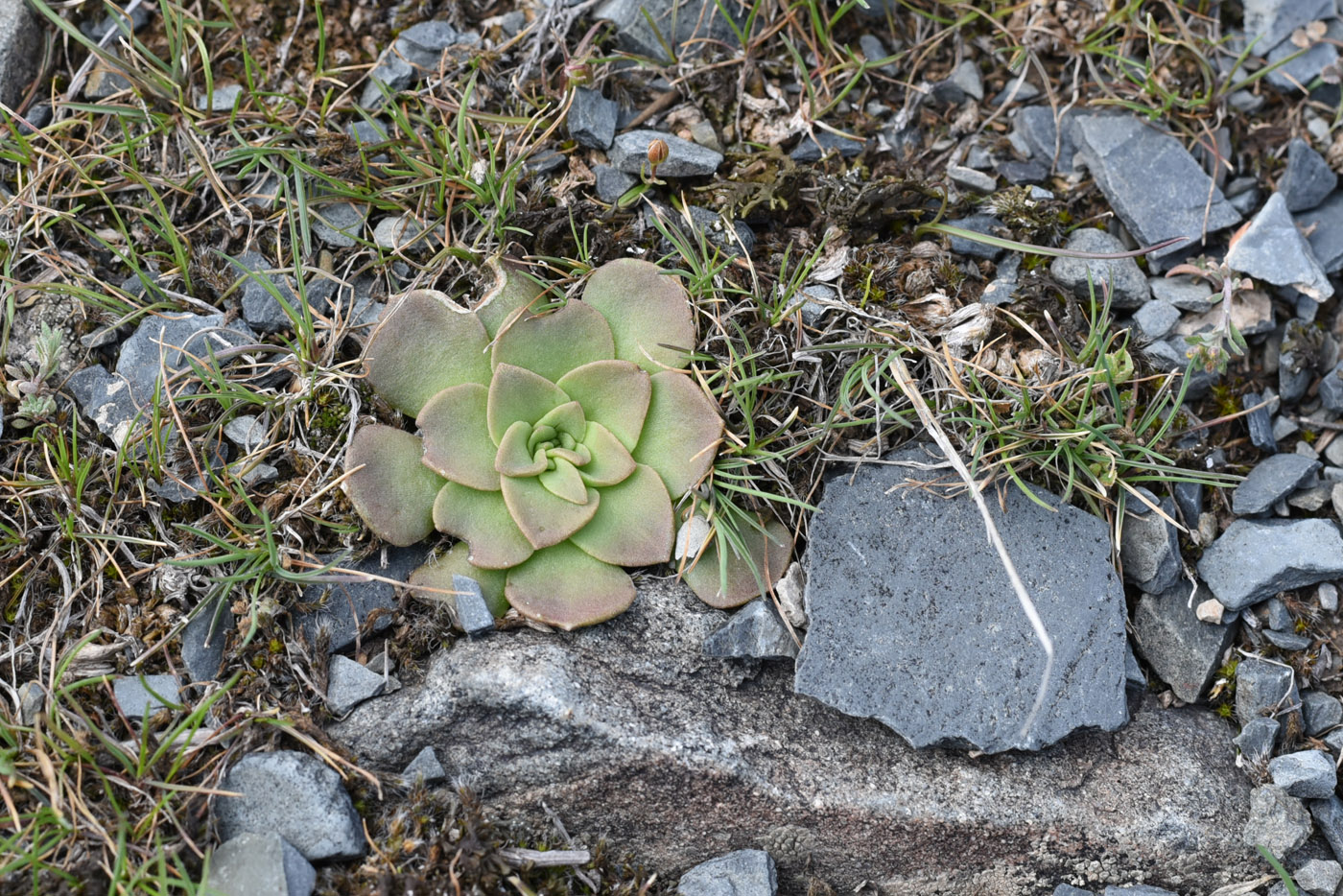 Image of Rosularia glabra specimen.