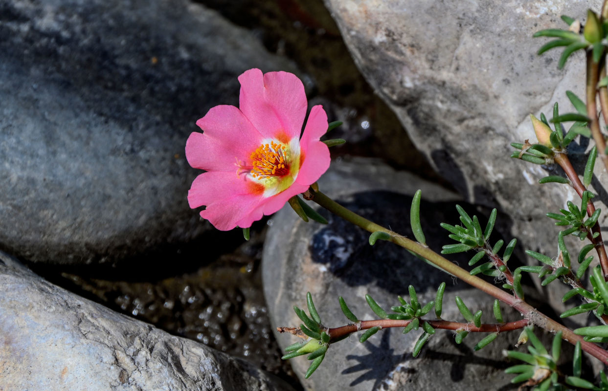 Image of Portulaca grandiflora specimen.